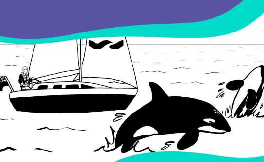 Understand the threat of Orca whales when sailing with Haven Knox-Johnston’s upcoming free webinar